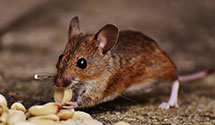 24 Hour & Emergency Exterminators in Wallace, IN